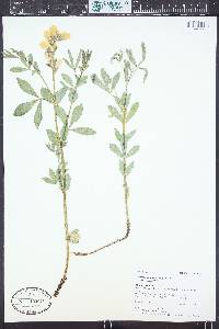 Thermopsis montana var. montana image