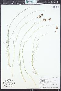 Juncus longistylis image
