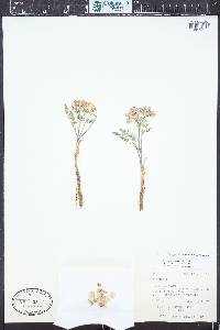 Vesper constancei image