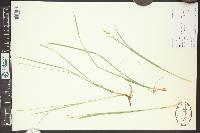Carex geyeri image
