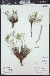 Cymopterus spellenbergii image