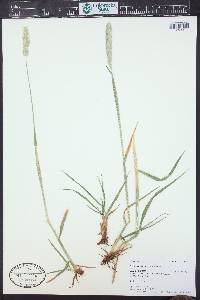 Alopecurus pratensis image