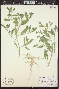 Euclidium syriacum image