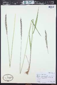 Elymus glaucus image