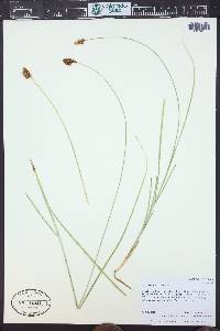Carex simulata image