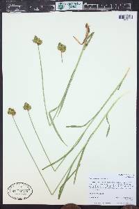 Carex egglestonii image