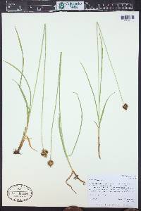 Carex ebenea image