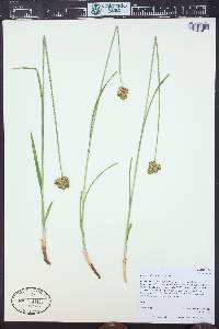 Carex egglestonii image