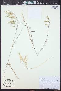 Bromus squarrosus image