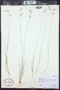 Bouteloua hirsuta image