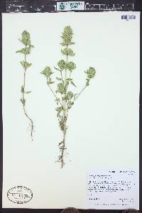 Dracocephalum parviflorum image
