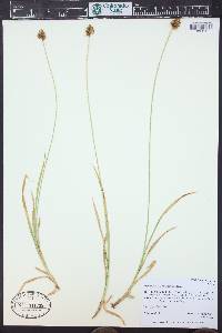 Carex pachystachya image
