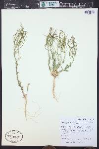 Boechera duchesnensis image