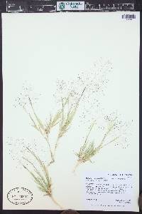 Muhlenbergia asperifolia image