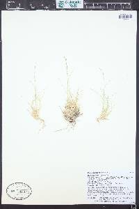 Muhlenbergia filiculmis image