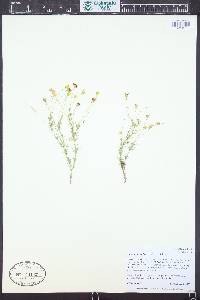 Thymophylla pentachaeta var. pentachaeta image