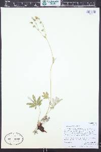 Potentilla pulcherrima image