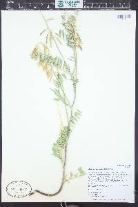 Astragalus bisulcatus image