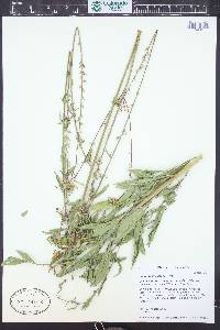 Oenothera coloradensis subsp. neomexicana image