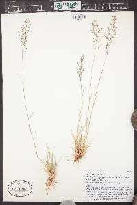 Eragrostis lehmanniana image