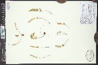 Myriopteris gracilis image
