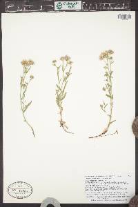 Symphyotrichum ascendens image
