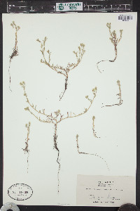 Cryptantha leiocarpa image