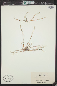 Allocarya bracteata image