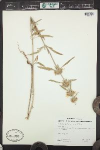 Monarda citriodora subsp. austromontana image