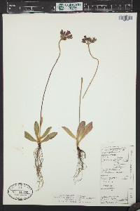 Hieracium aurantiacum image