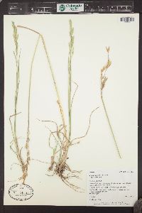 Bromus catharticus image