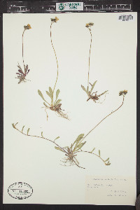 Hieracium auricula image