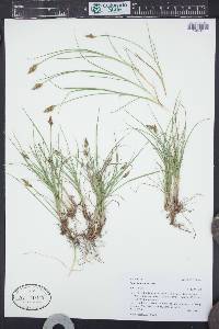 Carex leporinella image