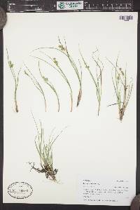 Carex echinata image