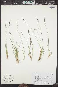 Agrostis idahoensis image