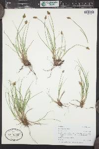 Carex leporinella image