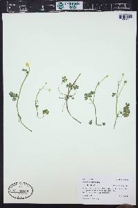 Ranunculus gmelini image