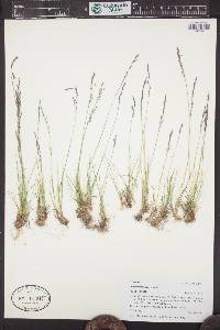 Agrostis idahoensis image