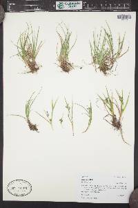 Carex aurea image