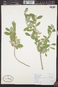 Salix brachycarpa image