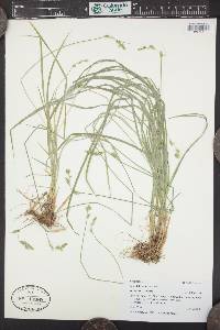 Carex infirminervia image