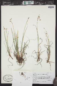 Carex magellanica image