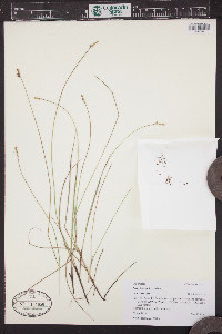 Carex interior image