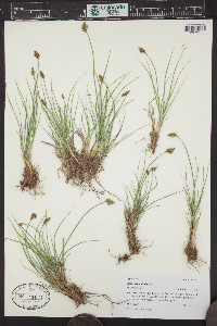 Carex leporinella image