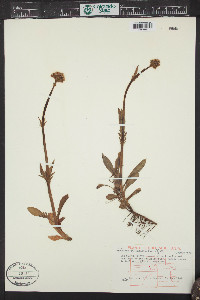 Valeriana acutiloba image