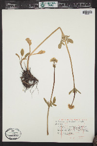 Valeriana occidentalis image