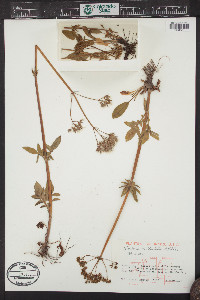 Valeriana occidentalis image