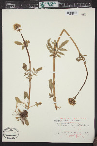 Valeriana occidentalis image