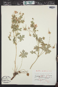 Geranium caespitosum image