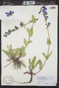 Penstemon cyananthus image